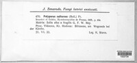 Polyporus sulphureus image